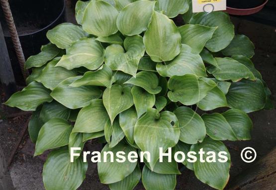 Hosta rupifraga